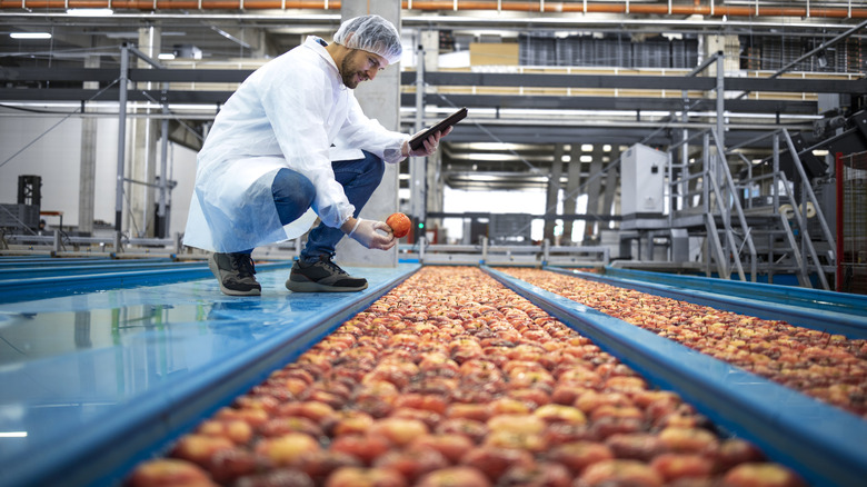 Food inspector inspecting apples.
