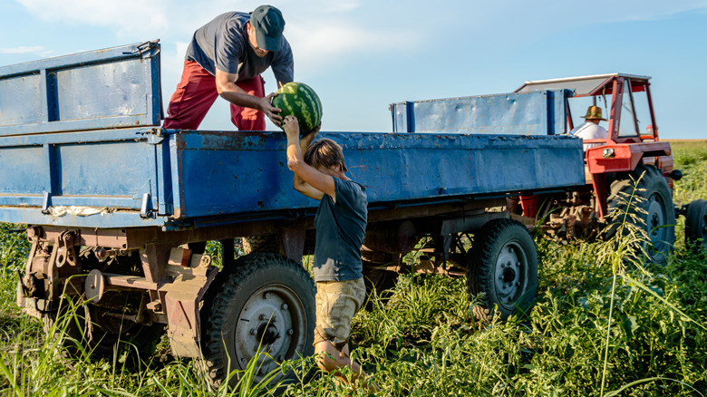 Farmers picking watermelons in field.