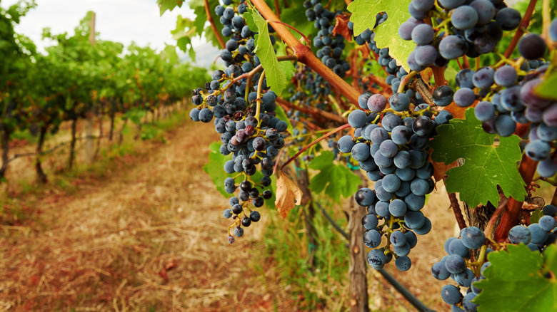 A photo of red grapes on vines.