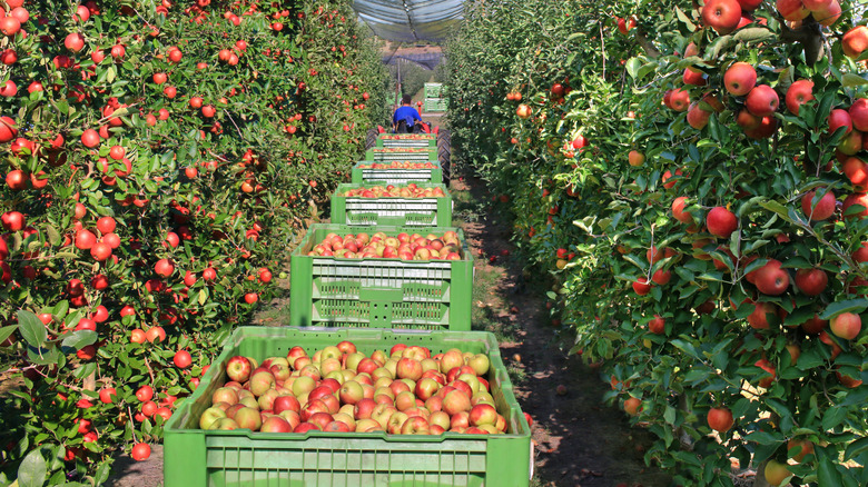 A row of plastic bins of apples.