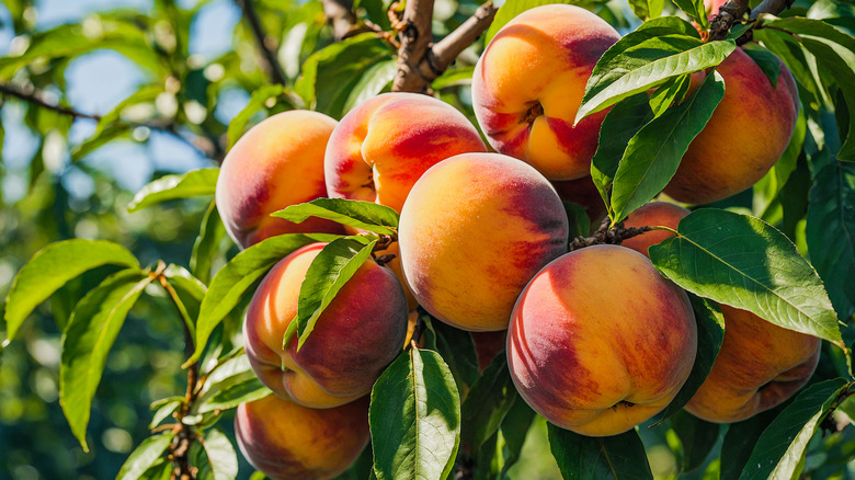 A close-up of a bunch of peaches on a tree.