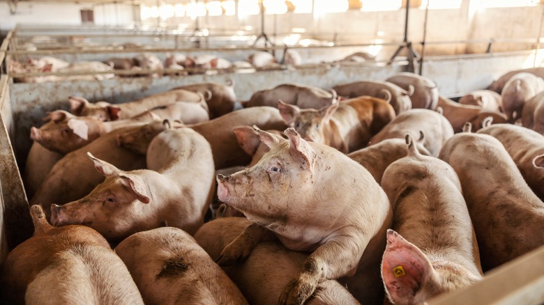 Pigs at a pig farm
