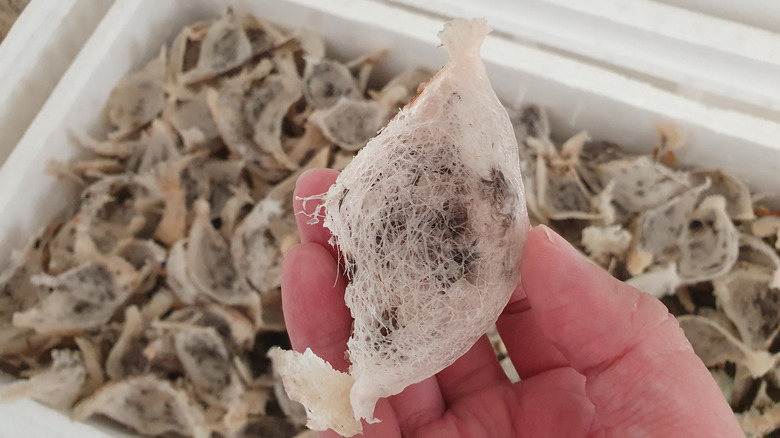 A hand holding a harvested bird's nest that will later be used for soup