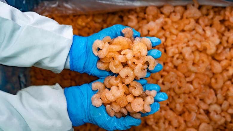 Gloved hands holding shrimp.