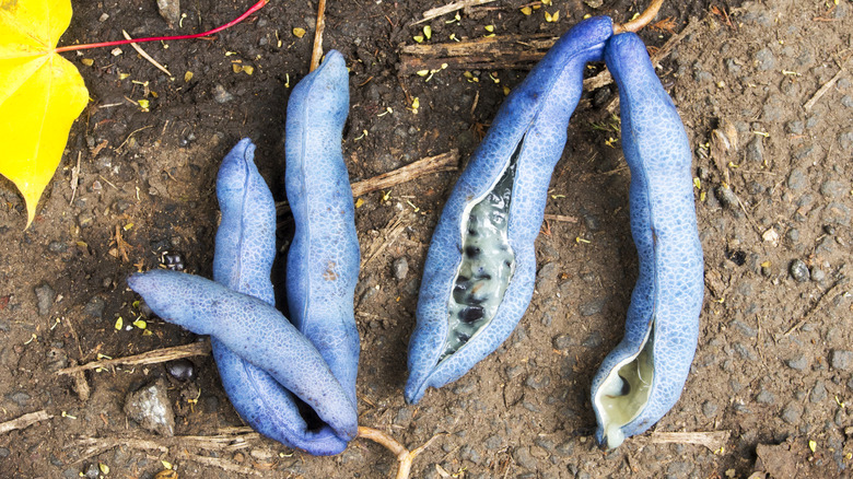 close up of blue sausage fruit