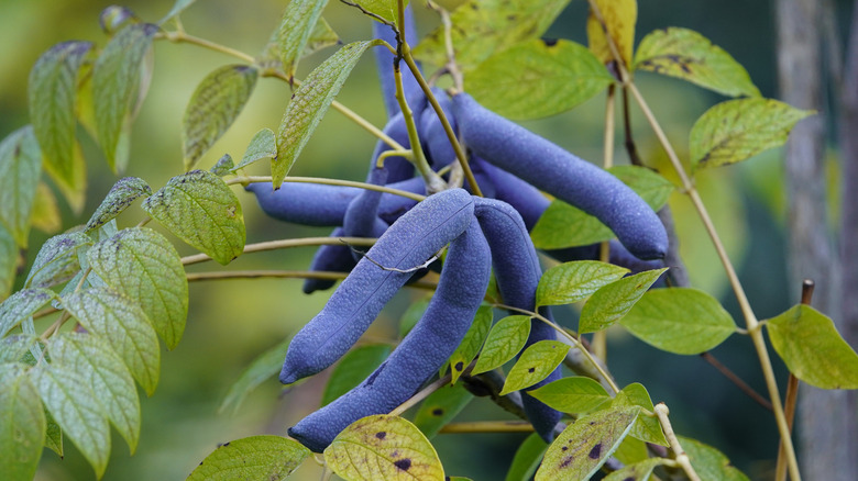 blue sausage fruit pods on tree