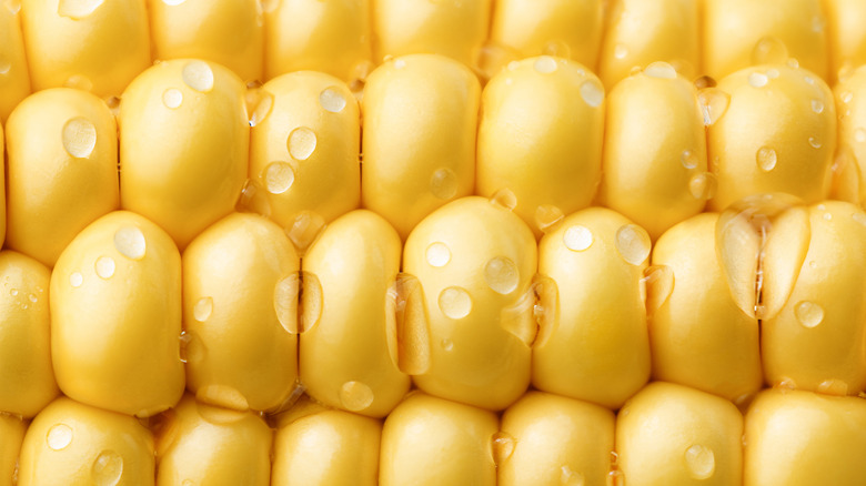 Corn kernels close-up with water