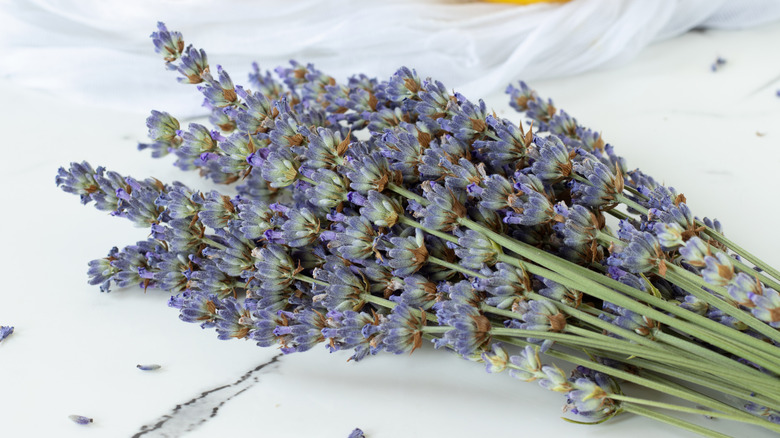 Fresh lavender on a white table.