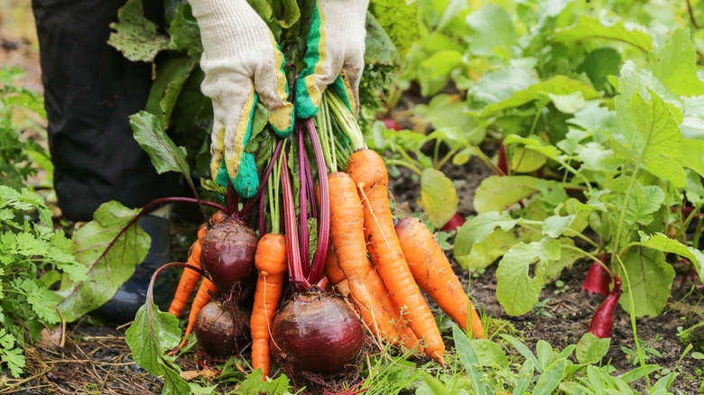 a person in a garden holding carrots and beets