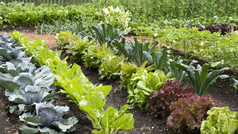 greens growing in a garden