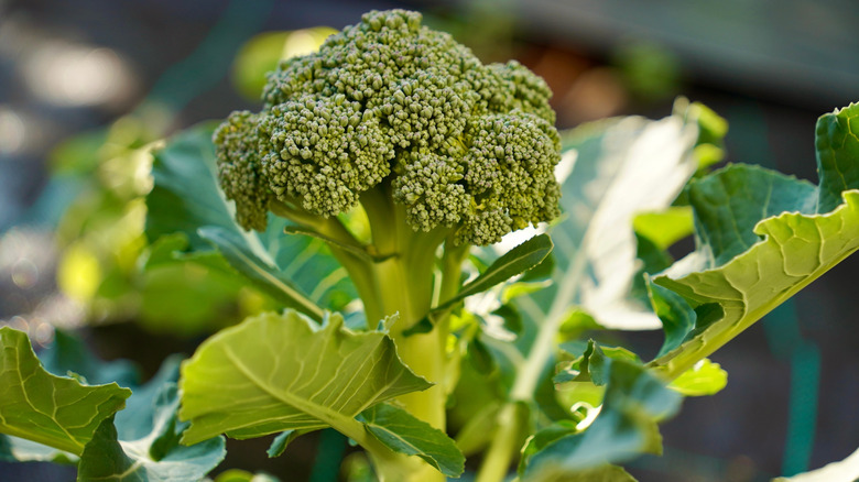 A broccoli plant growing in a garden