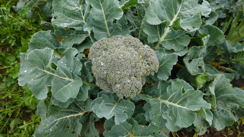 A broccoli head surrounded by leaves in the garden