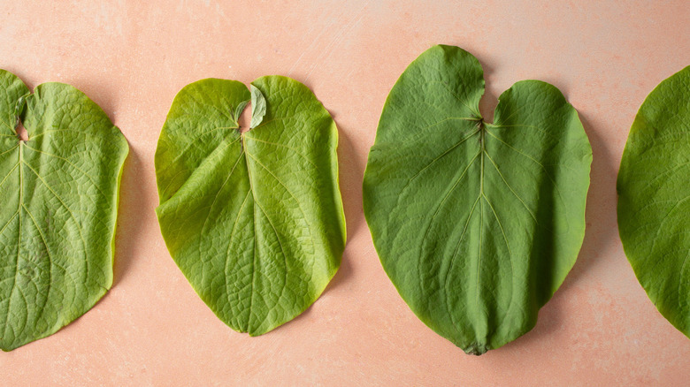A top view of broad, bright green hoja santa or root beer plant leaves (Piper auritum) on a pink countertop.
