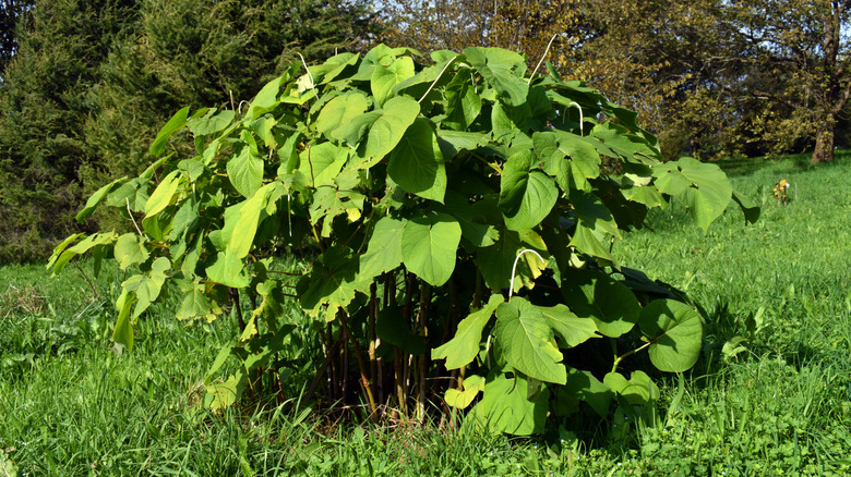 A mature root beer or hoja santa plant (Piper auritum) with bright green, broad leaves, growing in a field.
