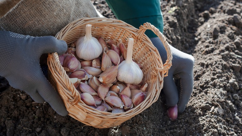garlic harvested in basket