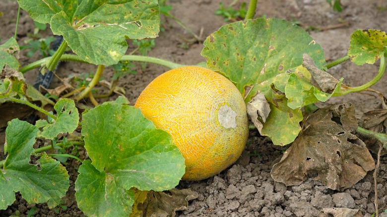 Melon on ground next to vine and leaves