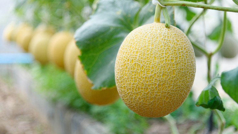 Galia melons growing in greenhouse