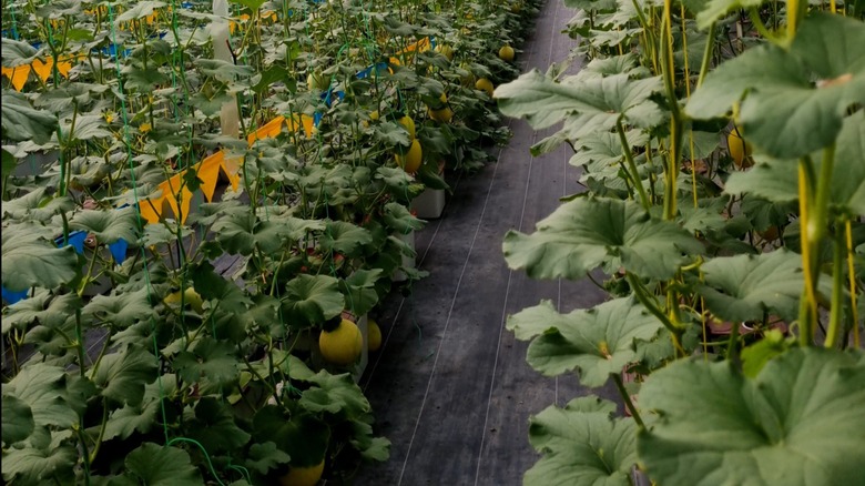 Melon plants in greenhouse