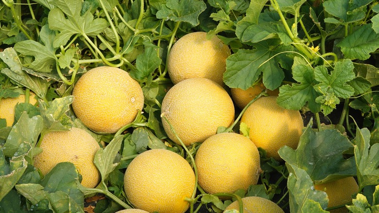 Several picked Galia melons nested among leaves on the ground
