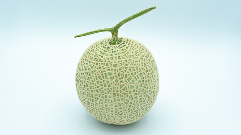 Single melon with green stem attached on blue to white ombre background