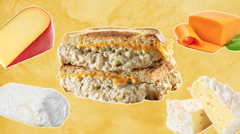 Tuna melt sandwich surrounded by four types of cheese on yellow-orange background