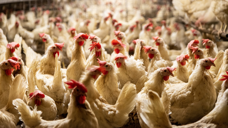 crowded chicken coop