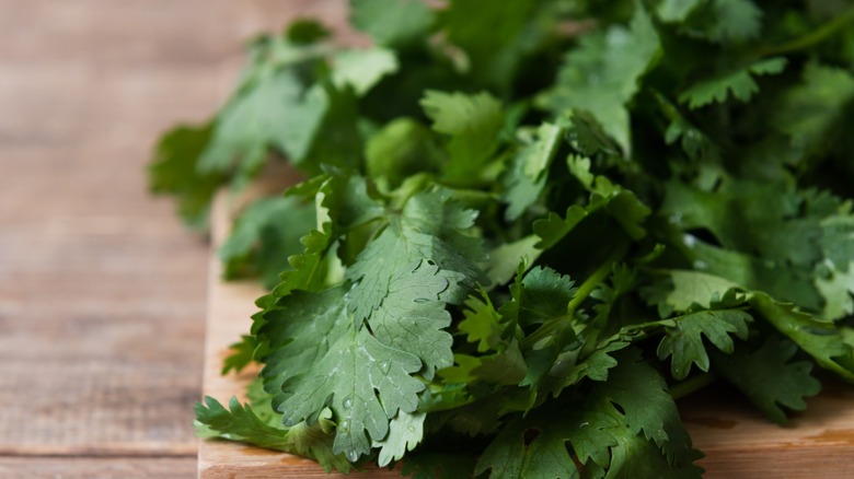 Leaves of cilantro from a coriander plant laying on a wood cutting board.