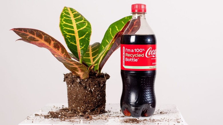 Coca-Cola recycled bottle and plant