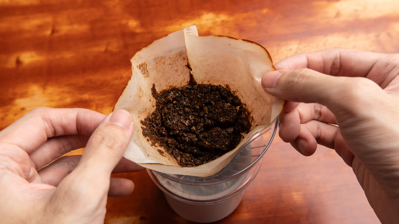 Close up of hands holding a coffee filter with used coffee grounds