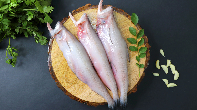 Fresh sea fish Bombay duck or Bombil and ingredients for cooking such as green coriander, curry leaves, and garlic