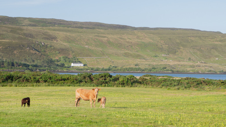 Cows in a field in Ireland
