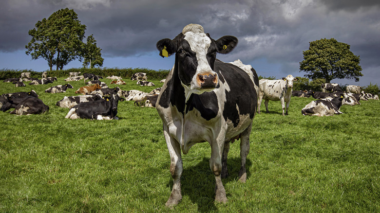 Irish cows in a field