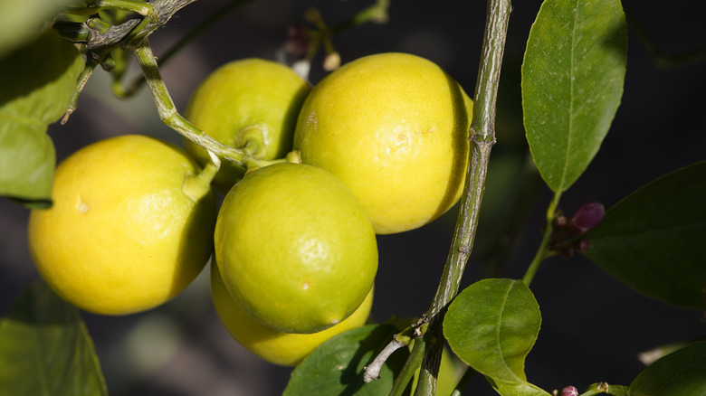 Key limes on a branch