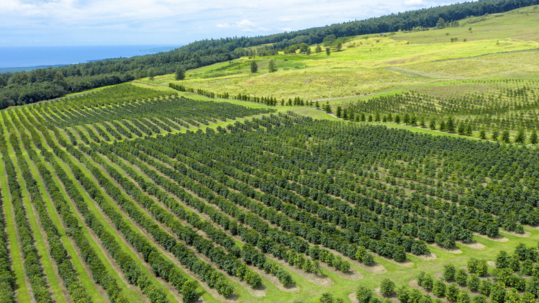 Kona coffee growing on the Big Island of Hawaii with the ocean visible in the distance