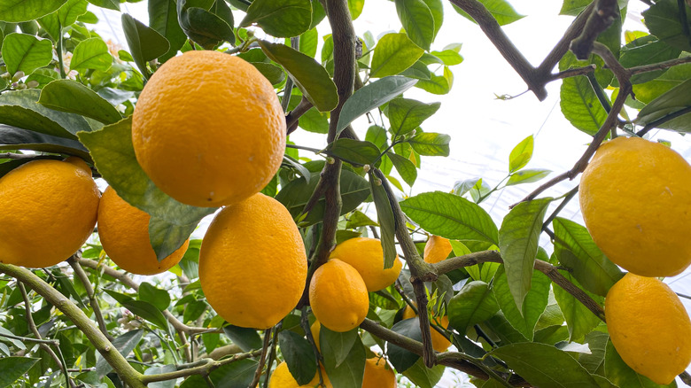 Meyer lemons on a tree
