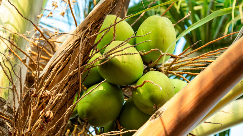 young coconuts on tree