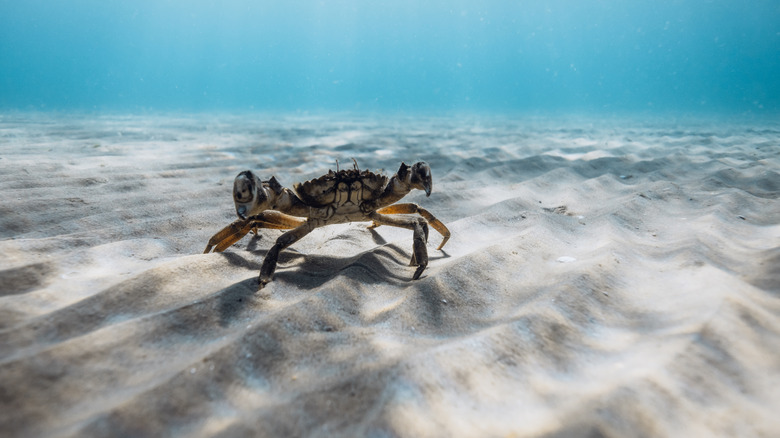 Wild crab walking on the floor of the ocean