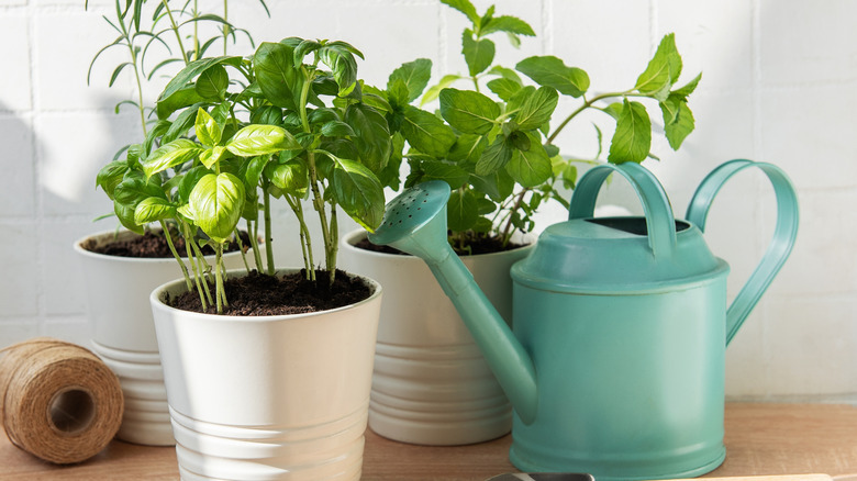 Few small pots of herbs with gardening watercan.