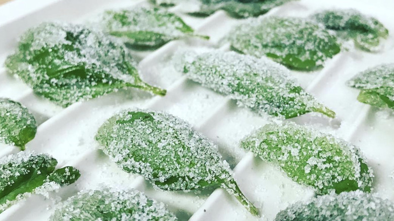 Basil leaves drying on a rack