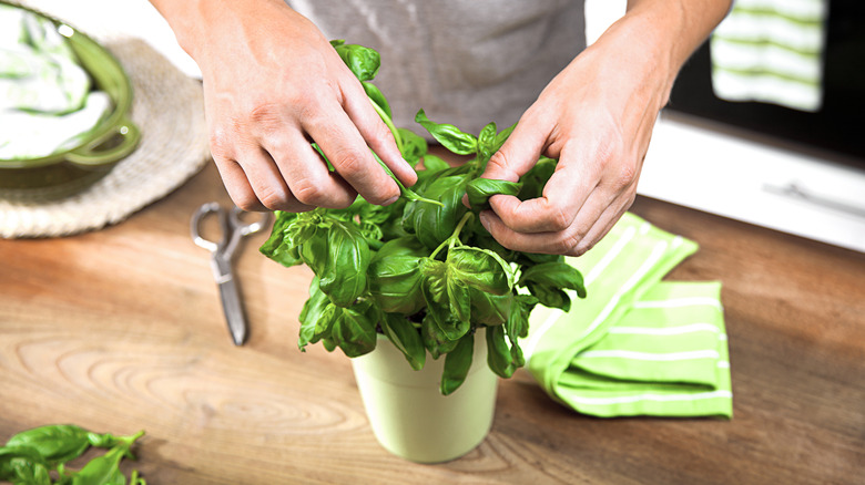 Person harvesting leaves from a basil plant