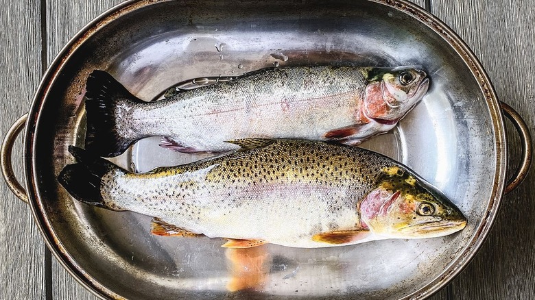 Fish in large stainless pan on table