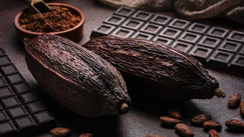 dark chocolate with cocoa powder and cacao pods