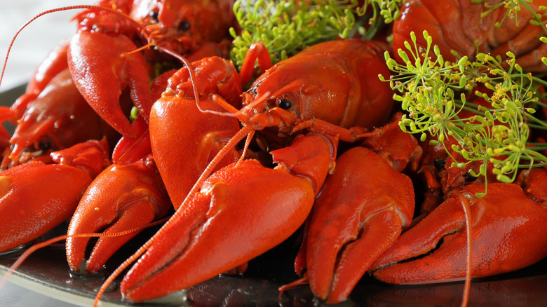 Boiled red crawfish on plate with green garnishes