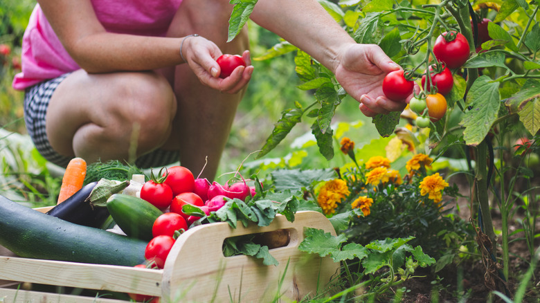 Person plucking tomatoes from the garden