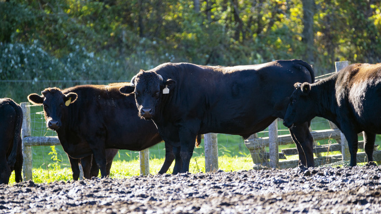A herd of wagyu cows