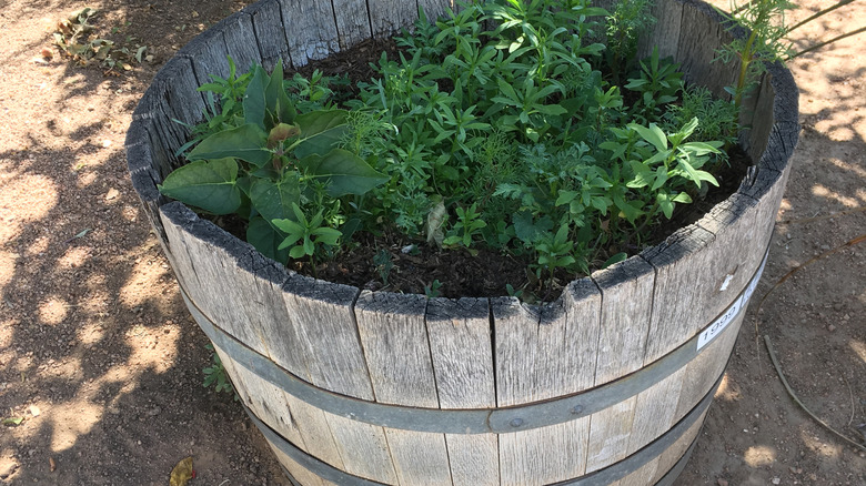 herbs growing in a whiskey barrel planter