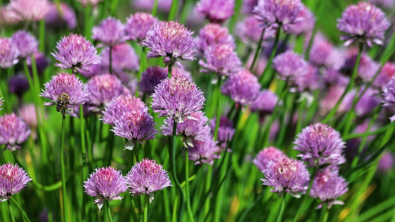 Chive blossoms