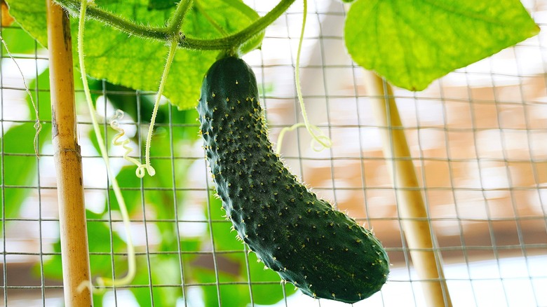 Dark green cucumber hanging on a vine in front of a staked, wire trellis.