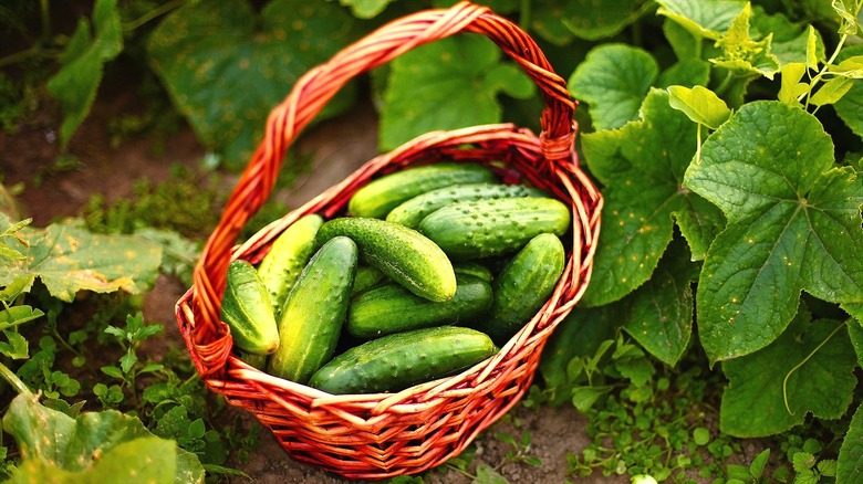 Woven basket full green and yellow cucumbers on the ground surrounded by green leaves