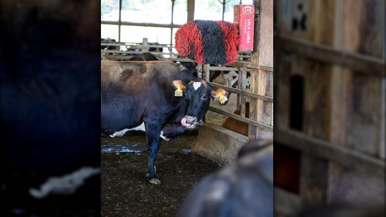 Ben & Jerry's dairy cow with brush